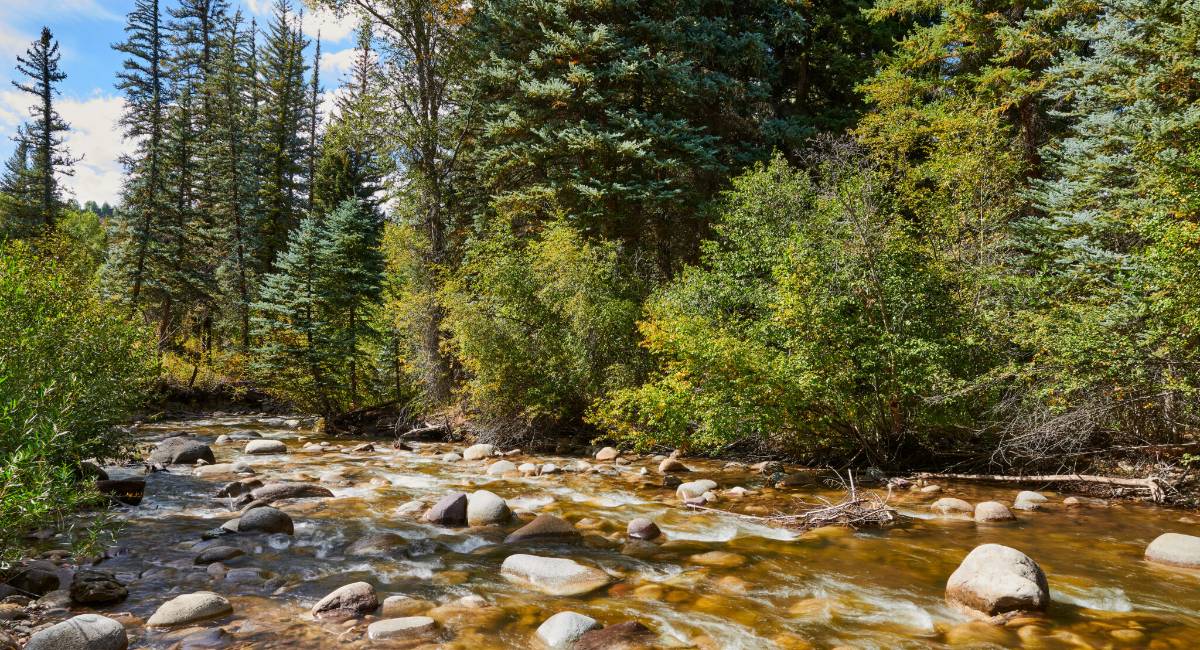Clear mountain stream flowing through lush spring forest in Aspen, Colorado