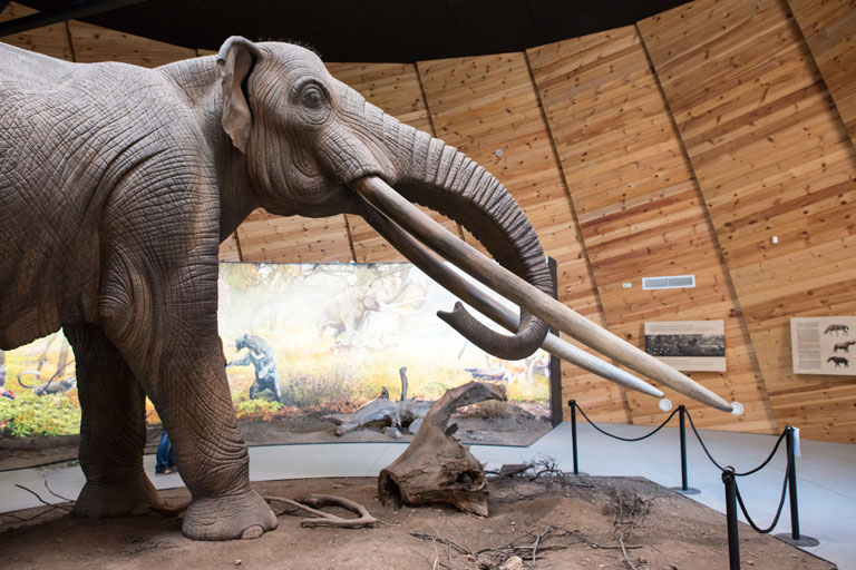 Mastadon Display