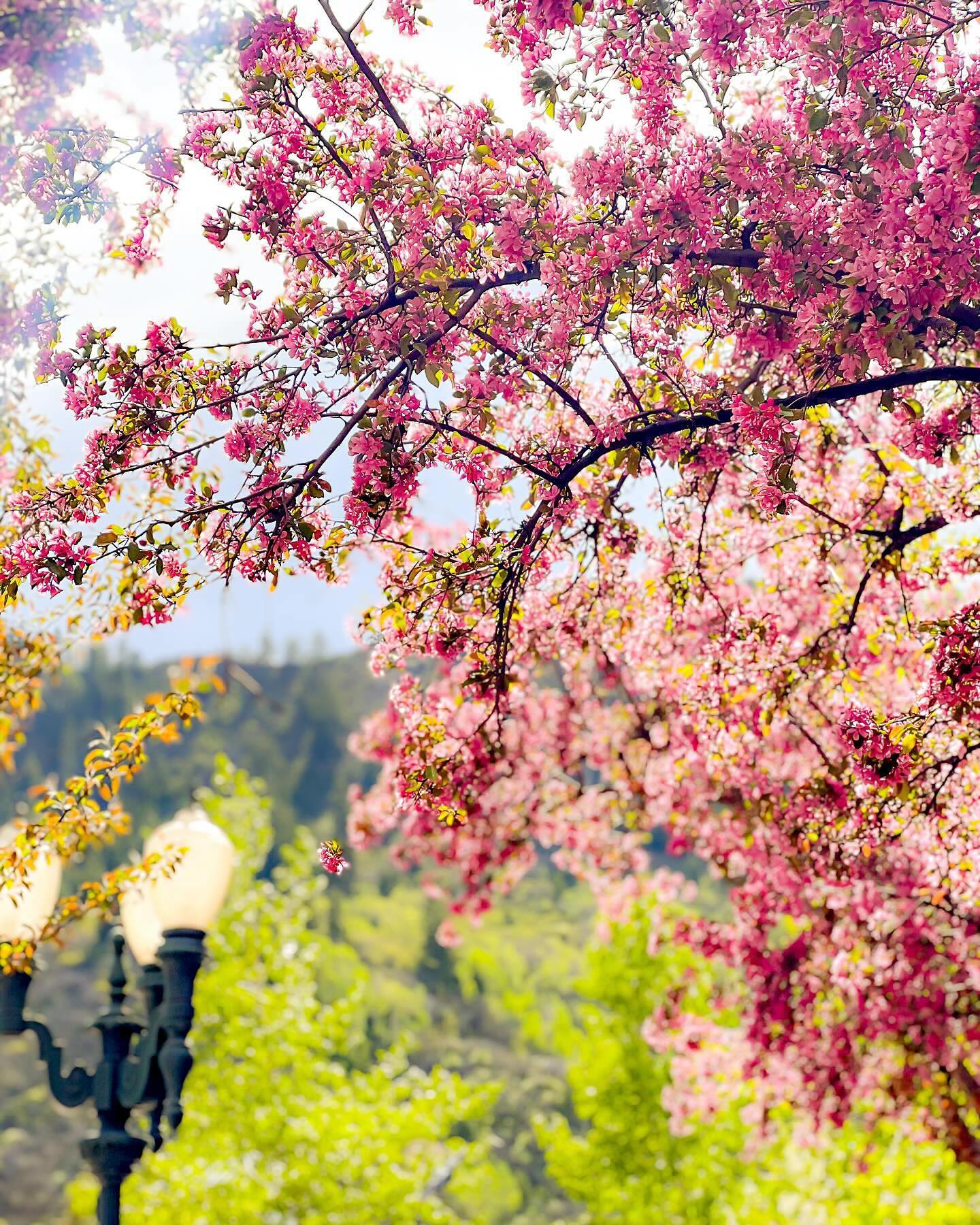 Spring in Aspen Snowmass